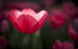 Картинка тюльпан, цветы, фокус, розовый