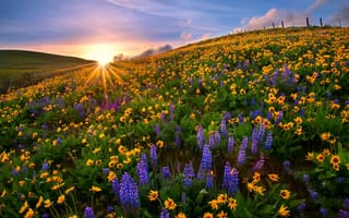 Картинка штат Вашингтон, США, люпины, Национальный парк, закат, Округ Колумбия, цветы, поляна, природа