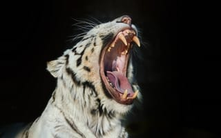 Картинка белый тигр, зевает, кошка, пасть, морда, клыки