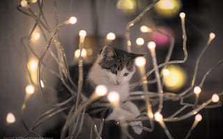 Картинка кот, лампочки, мордочка, свет, кошка