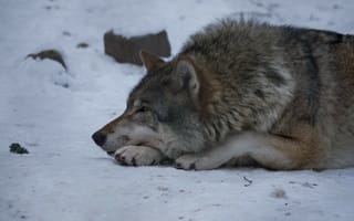 Обои снег, профиль, волк, хищник, отдых