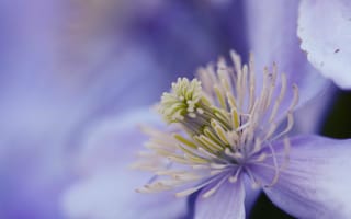 Картинка цветок, сиреневый, Purple haze