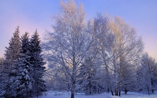 Обои деревья, природа, зима, береза, ель, снег