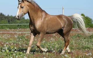 Картинка лошадь, трава, конь