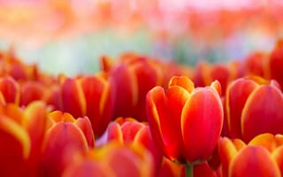 Обои тюльпаны, макро, цветы, весна