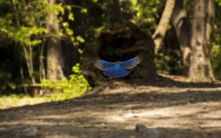 Картинка Shehzad Sheikn, лес, птица, в полете, синяя