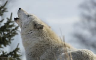 Картинка морда, белый волк, вой, хищник