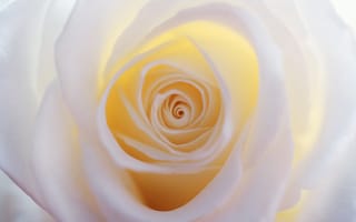 Картинка роза, макро, лепестки, белая