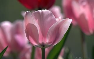 Обои тюльпаны, макро, природа, розовый