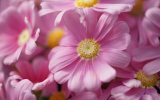 Картинка пыльца, хризантема, розовые, много, цветы