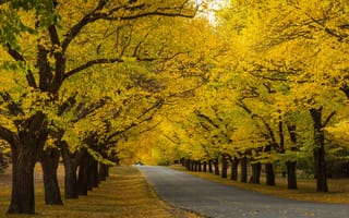 Обои autumn, осень, trees, nature, forest, fall, park, road, path, природа, walk, листья, leaves, парк, colorful, лес, деревья, colors, дорога