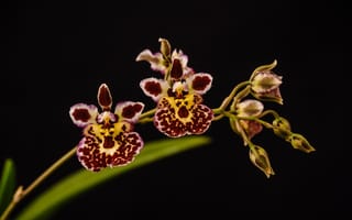 Картинка орхидеи, цветы, яркие, макро, ветка, пестрые, темный