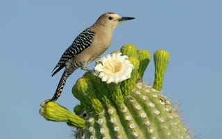Картинка птица, природа, кактус, цветок