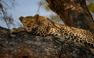 Обои леопард, кошка, дерево, отдых