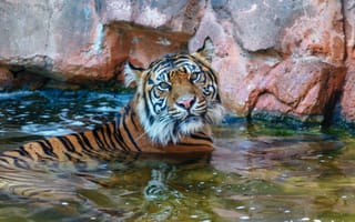Картинка тигр, купание, хищник, дикая кошка, морда