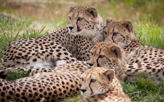 Картинка гепарды, отдых, кошки, гепард, семья