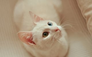 Картинка кошка, шерсть, усы, белая, глаза, разные