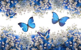 Картинка blue, blossom, цветы, butterflies, flowers, бабочки, white