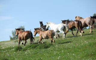 Обои лошади, трава, кони, табун, поле