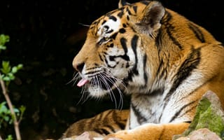 Картинка тигр, кошка, амурский, профиль, язык