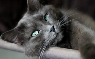 Картинка кот, лежит, макро, зеленые глаза, взгляд, усы