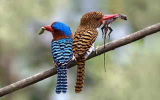 Обои kingfisher, зимородок, цвет, пара, ветка, клюв, птица