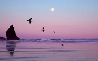 Картинка небо, море, луна, скала, птицы