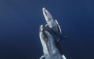 Картинка киты, море, природа