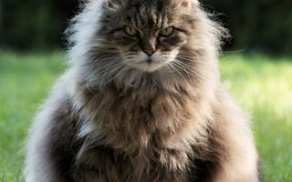 Картинка кот, морда, взгляд, пушистый, толстый