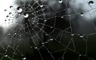 Картинка сеть, water, web, drop, падение
