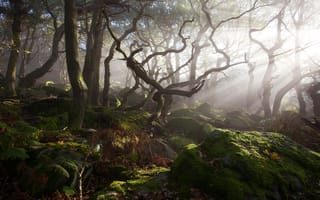 Картинка лес, мох, заросли, камни, деревья, туман, свет