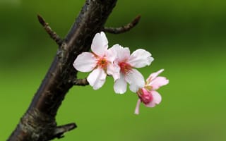 Обои sakura, flower, macro, nature