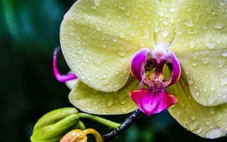Картинка орхидея, капли, экзотика, макро