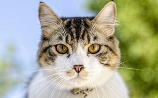 Картинка кот, морда, макро, зживотное, уши, зеленые глаза, взгляд