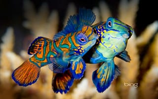 Картинка bunaken, Indonesia, рыба, вода, цвет, краски, экзотика, mandarinfish, море