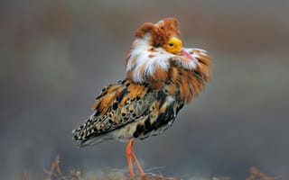 Картинка Norway, ruff, перья, природа, птица