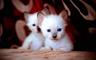 Картинка кошки, котята, синие, глаза, белые
