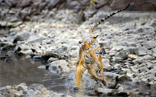 Обои тигры, природа, вода