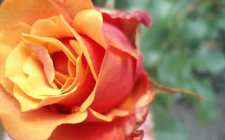Обои Роза, оранжевая, цветы, макро