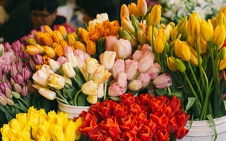 Картинка тюльпаны, цветы, красные, желтые, разные