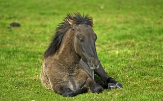 Обои лошадь, трава, отдых, конь