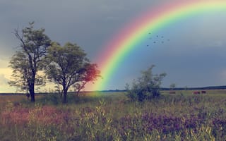 Картинка Rainbow, Радуга, nature, landscape, birds, птицы, трава, grass, sky, деревья, farmland, пейзаж, поля, небо, природа, trees