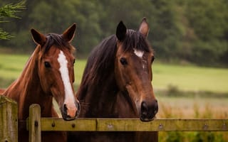 Обои кони, лошади, загон, морда, ограда, пара