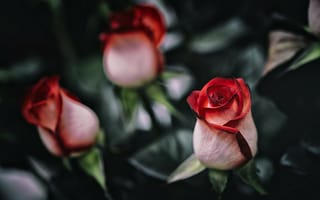 Картинка розы, лепестки, цветы