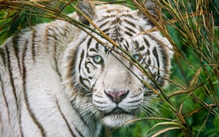 Обои белый тигр, ©Tambako The Jaguar, морда, кошка, взгляд