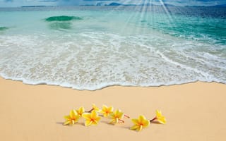 Картинка summer, flowers, plumeria, цветы на песке, sand, sunshine, солнце, пляж, sea, beach, море, песок
