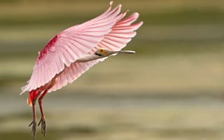 Картинка птица, оперение, розовый, посадка, перья