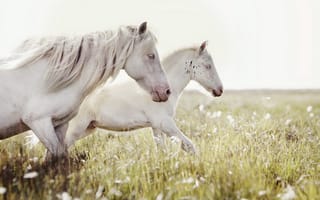 Обои кони, природа, поле