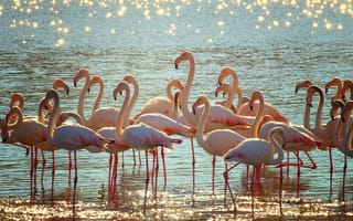 Картинка птицы, фламинго, вода