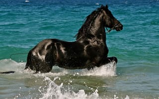 Обои лошадь, вороной, брызги, конь, купание, вода